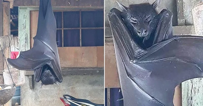 Görenleri dehşete düşüren yarasa! Uzmanların açıklaması şaşkınlık yarattı