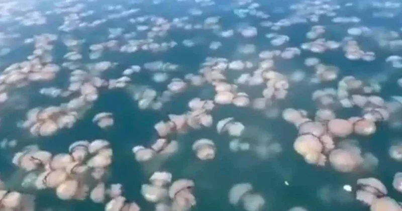 Deniz yüzeyi milyarlarca denizanasıyla kaplandı: Görenler gözlerine inanamadı Sözcü Gazetesi