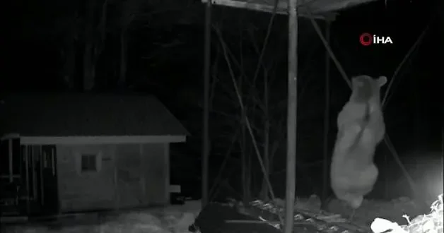 Açlık başına vurdu! Ayının düz demire tırmanmaya çalıştığı anlar kamerada