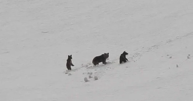 Erzincan’da anne ayı ve yavruları kamerada