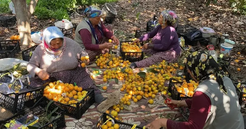 Yenidünyada hasat başladı! İç piyasa 100 TL, ihracat 4 doları buldu