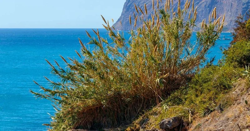 Türkiye nin her kıyısında olan bitki sivrisineklerde doping etkisi yaratıyor