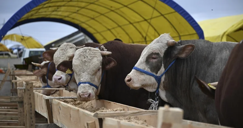 Kurban Bayramı ne zaman, ayın kaçında? 2026 Kurban Bayramı tatili kaç gün sürecek, 9 güne uzatıldı mı? Kurban Bayramı’na kaç gün kaldı?
