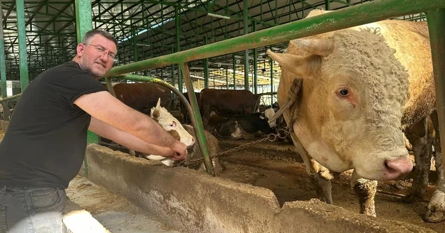 Bursa da kurban hareketliliği: Tonluk boğayı 400 bin liraya sattı Bursa Haberleri