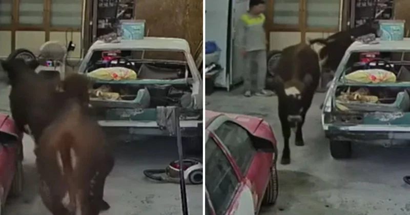 Ahırdan kaçan danalar oto tamirciyi bastı, o anlar kamerada