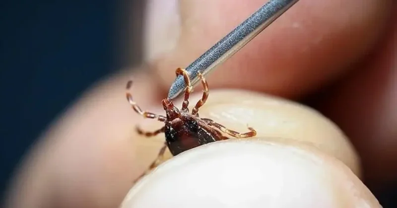 Uzmanlar uyardı! Vaka sayısı artacak, ölümcül olabiliyor, ciddiye alalım