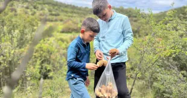 Manisa haberleri Manisa da mesai başladı: Kilogramı 2 bin liradan satılıyor 29 Nisan 2026