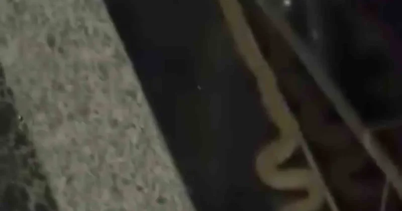 Diyarbakır’da binaya giren yılan görenleri korkuttu