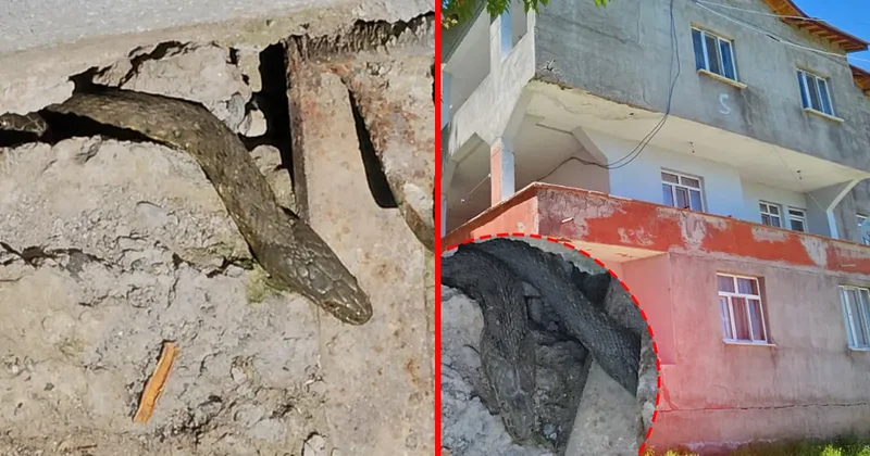 Muş’ta korku filmlerini aratmayan olay! Yılanlar tüm evi sardı: Bazılarının boyları 3 metre