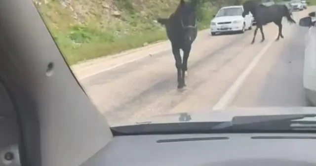 Bursa da başıboş atlar, trafiği tehlikeye soktu Bursa Haberleri