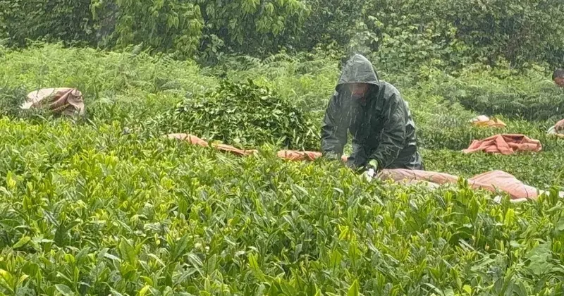 Doğu Karadeniz’de yağmur çay hasadını durdurmadı