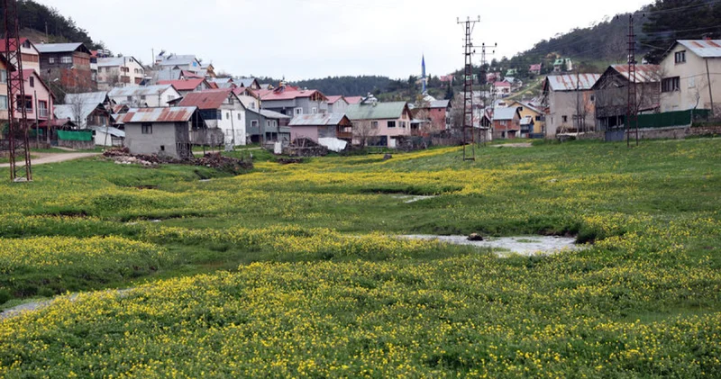 Eğriçimen Yaylası baharda sarı papatyalarla renklendi