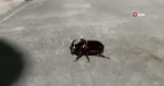 Malatya da görüldü! Dünyanın en güçlü böceği olarak biliniyor