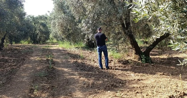 Zeytin sineğine karşı entegre mücadele çalışmaları hız kesmeden devam ediyor Balıkesir Haberleri Habertürk Yerel Haberler