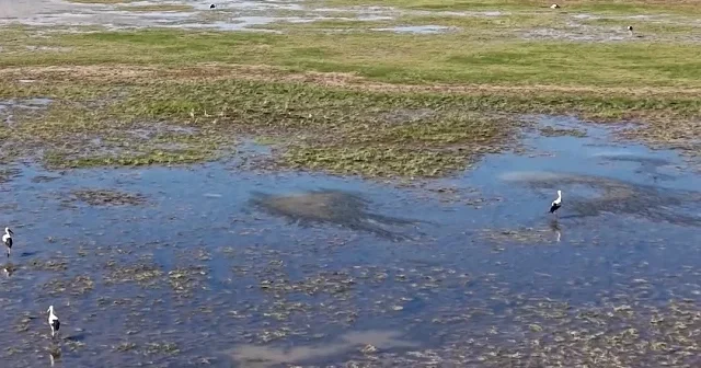 Sivas’ta doğa canlandı: Tödürge Gölü leylek sürülerinin beslenme üssü oldu VİDEO İZLE