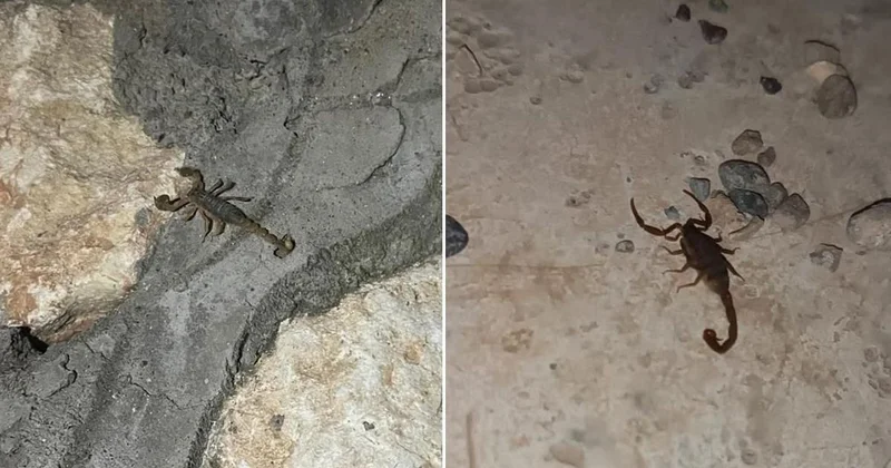 Adıyaman da Akrep Alarmı!