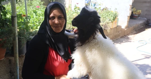 Evladını lösemiden kaybeden anne, teselliyi peşinden ayrılmayan kuzuda buldu Hatay Haberleri Habertürk Yerel Haberler