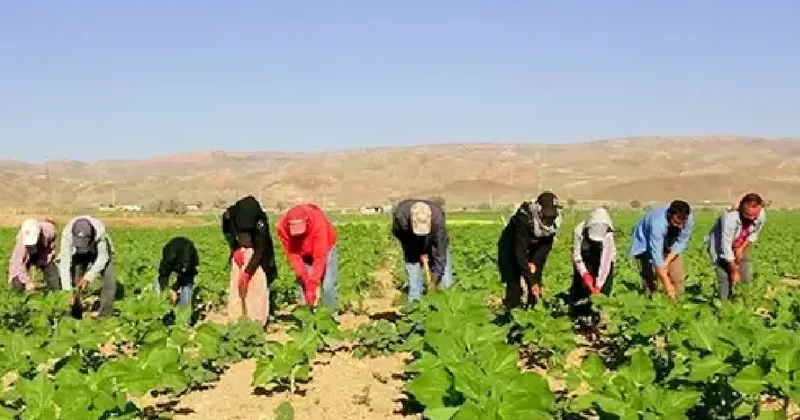 600 km yol gelip sabah 05.00 te tarlaya koşuyorlar: 7 ay sürüyor Sözcü Gazetesi