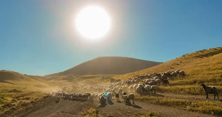 Yayla göçü başladı... Sürülerin tozlu yayla yolculuğu etkileyici görüntülere sahne oldu