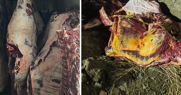 Jandarmanın durdurduğu araçta ele geçirildi: Tam 1.800 kg... Hepsi imha edildi