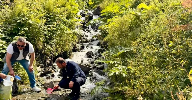 Uzungöl ve çevresindeki derelere 15 bin kırmızı benekli yavru alabalık bırakıldı Trabzon Haberleri Habertürk Yerel Haberler
