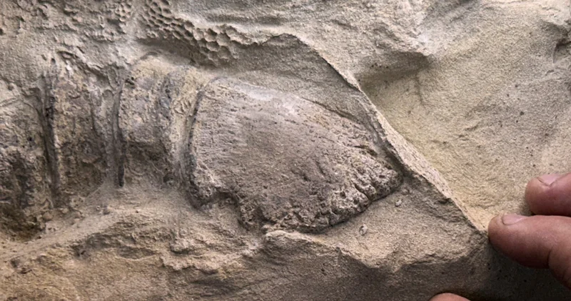 Antarktika da bulunan ilk dinozor fosili 40 yıl sonra çekmeceden çıktı