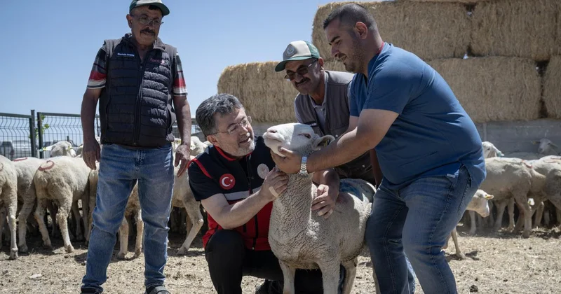 Kırsalda Bereket Küçükbaşa Destek Projesi nde ilk teslimatlar yapıldı