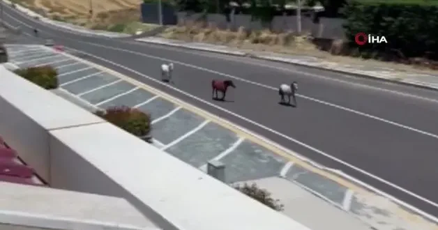 Tekirdağ da başıboş atlar kazaya davetiye çıkardı