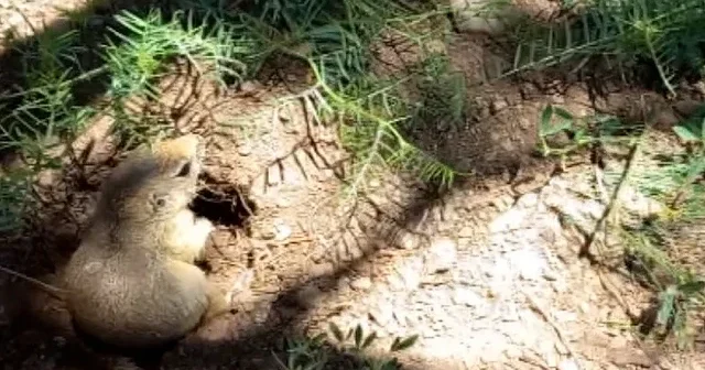 Erzurum’da piknikte sevimli anlar: Sincaba ‘cağ kebabı ye’ diye seslendiler VİDEO İZLE