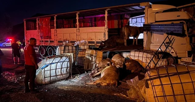 Erzincan da iki tır çarpıştı: Büyükbaş hayvanlar yola savruldu, 5 hayvan telef oldu Erzincan Haberleri Habertürk Yerel Haberler