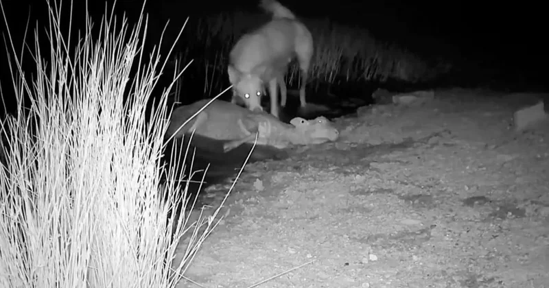 Koyununu ve köpeğini arayan çobanı dehşete düşüren görüntü
