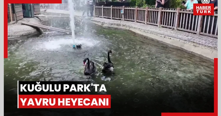 Kuğulu Park ta yavru heyecanı