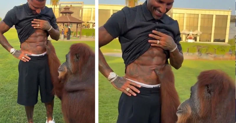Orangutan, Quaresma’nın kaslarına hayran kaldı