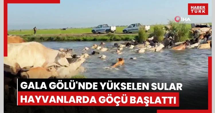 Gala Gölü nde yükselen sular hayvanlarda göçü başlattı