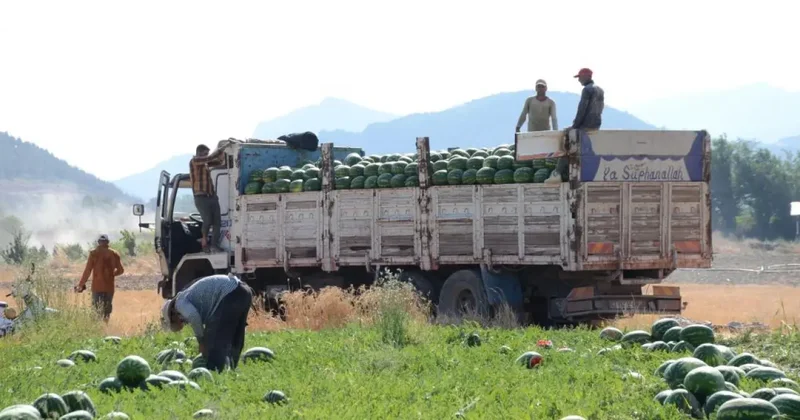İşçilerin hasada başladı! Tarlada 4 liraya düştü