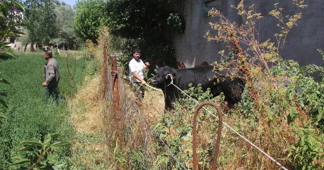 Sivas ta ahırdan kaçan büyükbaş hayvan 2 saatlik kovalamacanın ardından yakalandı Sivas Haberleri Habertürk Yerel Haberler