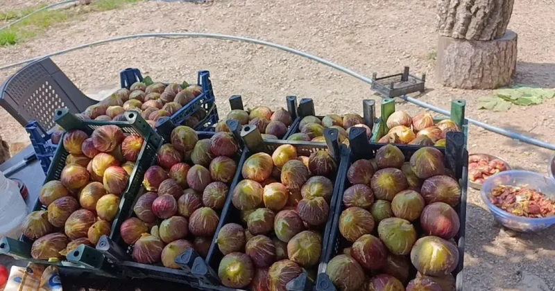Talep patladı! Kilosu 300 TL den satılıyor