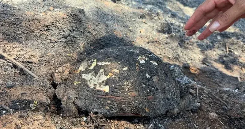 Muğla daki orman yangınında yanan alanlar dronla görüntülendi