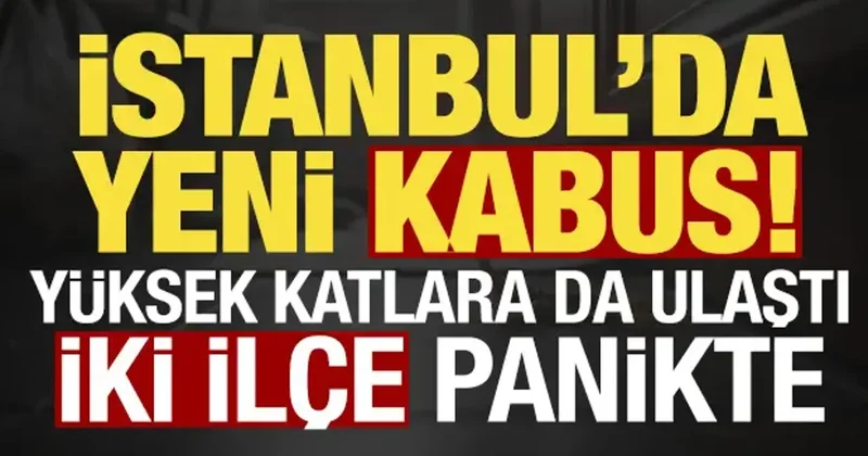 İstanbul da yeni kabus! İki ilçe panikte, uzmanlardan sakın öldürmeyin uyarısı...