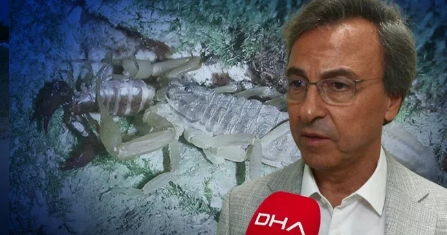 İstanbul da akrep paniği! Prof. Dr. Ahmet Aydın Ayakkabılarınızı kontrol edin diyerek uyardı: Kardeşleri yakında olabilir