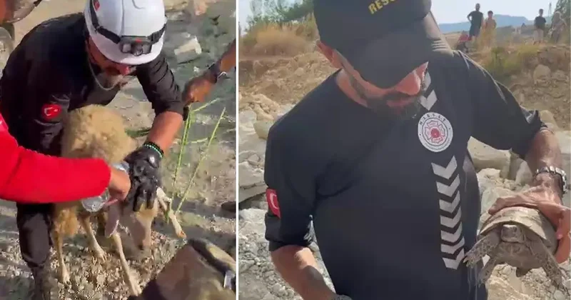 Yangın bölgesinde canlıların tahliyesi için seferber oldular
