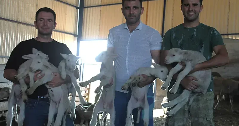 1,1 milyon liralık ‘Şampiyon’ koçun üçüz ve ikiz yavruları oldu