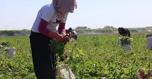 Su tüketimi düşük, hasadı erken Konya Ovası nda 45 günde sofraya gelen kırmızı turp mesaisi başladı Konya Haberleri Habertürk Yerel Haberler