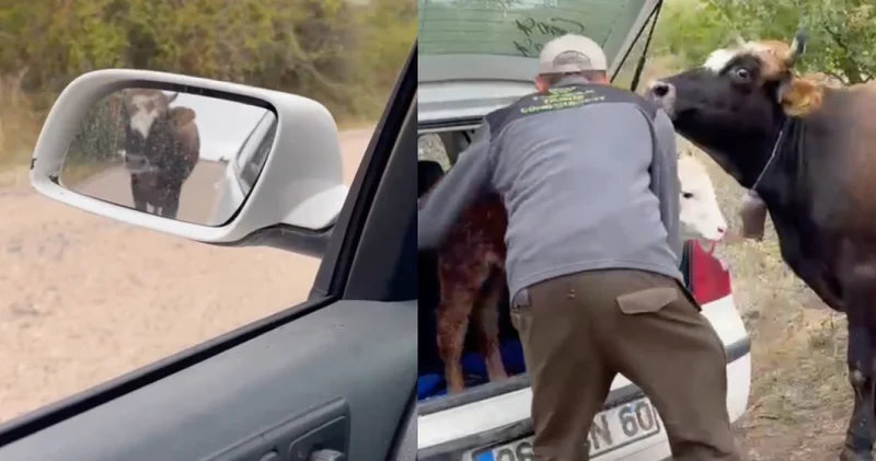 Doğum yapan ineğin buzağının bulunduğu aracı takip etmesi kamerada