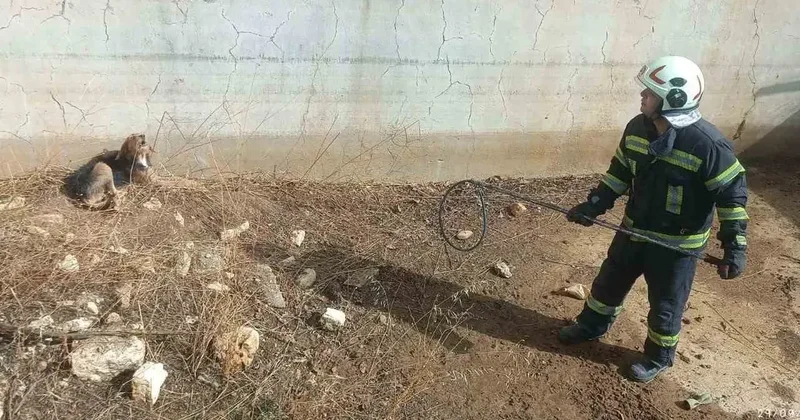 Kuru havuzda mahsur kalan köpek kurtarıldı
