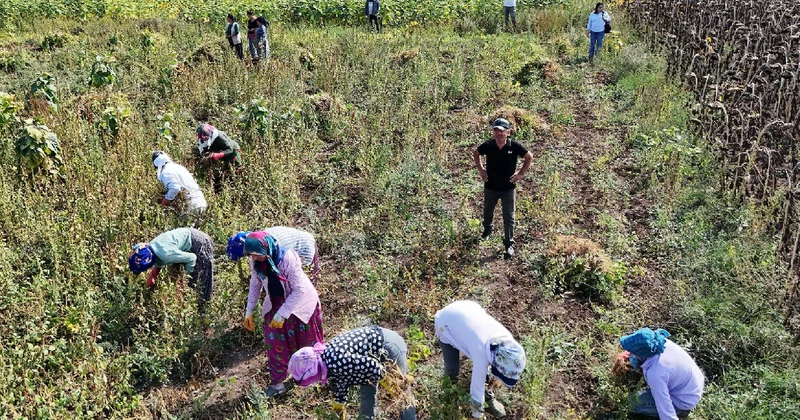 Belediye alım sözü verince sabahın ilk ışıklarıyla tarlaya koştular: Hasat başladı Sözcü Gazetesi
