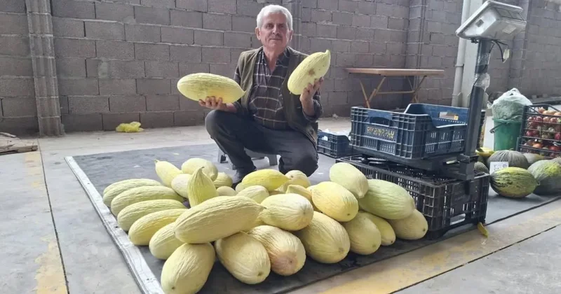 Göncek kavunu tezgahlarda! Kilosu 40 Lira