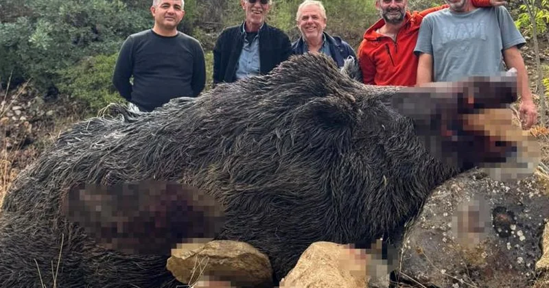 Bilecik te mısır tarlalarını talan eden 350 kiloluk dev domuz avcılarca vuruldu