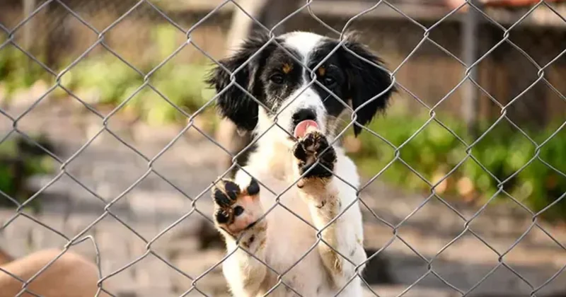 Mahkemeden sahipsiz köpek kararı: Ankara daki besleme yasağı iptal edildi