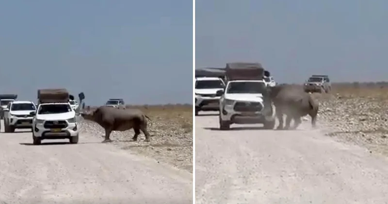 Turistlerin yüreği ağzına geldi! Bir tonluk hayvan arabayı parçalıyordu